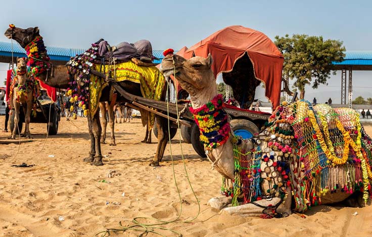 2 Days Pushkar Desert Safari