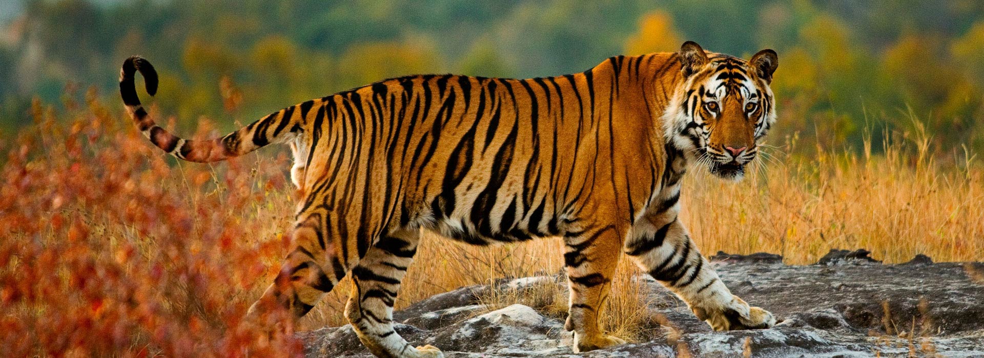 indian-wildlife-tour